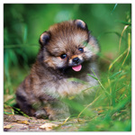 Puppies, képes lemeznaptár 2026