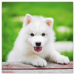 Puppies, képes lemeznaptár 2026