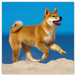 Puppies, képes lemeznaptár 2026