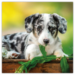 Puppies, képes lemeznaptár 2026