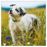 Puppies, képes lemeznaptár 2026