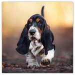 Puppies, képes lemeznaptár 2026