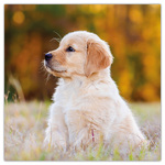 Puppies, képes lemeznaptár 2026