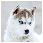 Puppies, képes lemeznaptár 2026