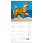 Puppies, képes lemeznaptár 2026