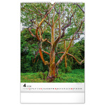 Trees, képes falinaptár 2026