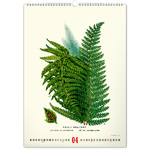 Vintage Posters - Herbarium, képes falinaptár 2026 Vintage Posters - Herbarium, képes falinaptár 2026