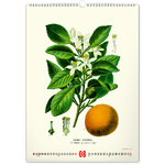 Vintage Posters - Herbarium, képes falinaptár 2026 Vintage Posters - Herbarium, képes falinaptár 2026