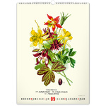 Vintage Posters - Herbarium, képes falinaptár 2026 Vintage Posters - Herbarium, képes falinaptár 2026