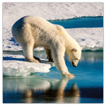 Wild Animals, képes lemeznaptár 2026 Wild Animals, képes lemeznaptár 2026