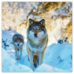 Wild Animals, képes lemeznaptár 2026 Wild Animals, képes lemeznaptár 2026