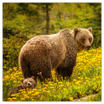 Wild Animals, képes lemeznaptár 2026 Wild Animals, képes lemeznaptár 2026