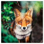 Wild Animals, képes lemeznaptár 2026 Wild Animals, képes lemeznaptár 2026