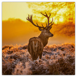 Wild Animals, képes lemeznaptár 2026 Wild Animals, képes lemeznaptár 2026