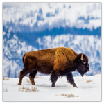 Wild Animals, képes lemeznaptár 2026 Wild Animals, képes lemeznaptár 2026