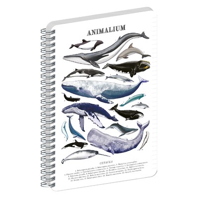 Animalium, spirálos, vonalas notesz - Marine Life, A5
