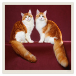 Cats LP, képes lemeznaptár 2027 Cats LP, képes lemeznaptár 2027
