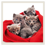 Cats LP, képes lemeznaptár 2027