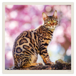 Cats LP, képes lemeznaptár 2027 Cats LP, képes lemeznaptár 2027