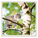Cats LP, képes lemeznaptár 2027 Cats LP, képes lemeznaptár 2027