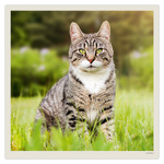 Cats LP, képes lemeznaptár 2027 Cats LP, képes lemeznaptár 2027