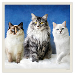 Cats LP, képes lemeznaptár 2027 Cats LP, képes lemeznaptár 2027