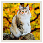 Cats LP, képes lemeznaptár 2027 Cats LP, képes lemeznaptár 2027