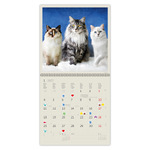 Cats LP, képes lemeznaptár 2027 Cats LP, képes lemeznaptár 2027