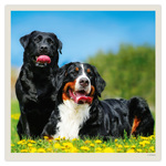 Dogs LP, képes lemeznaptár 2027