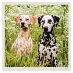 Dogs LP, képes lemeznaptár 2027