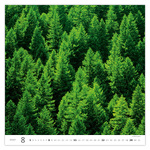 Forest, képes falinaptár 2027