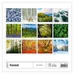 Forest, képes falinaptár 2027