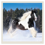 Horses LP, képes lemeznaptár 2027