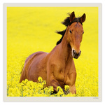 Horses LP, képes lemeznaptár 2027