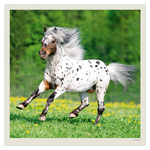 Horses LP, képes lemeznaptár 2027