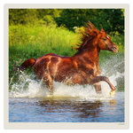 Horses LP, képes lemeznaptár 2027