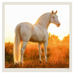 Horses LP, képes lemeznaptár 2027
