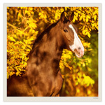 Horses LP, képes lemeznaptár 2027