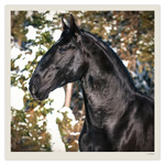 Horses LP, képes lemeznaptár 2027