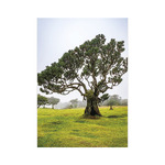 Trees, képes falinaptár 2027