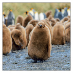 Animal Cuties, képes lemeznaptár 2027