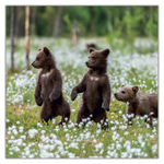 Animal Cuties, képes lemeznaptár 2027