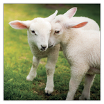 Animal Cuties, képes lemeznaptár 2027