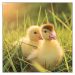 Animal Cuties, képes lemeznaptár 2027