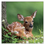 Animal Cuties, képes lemeznaptár 2027