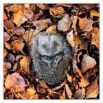 Animal Cuties, képes lemeznaptár 2027