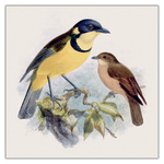 Birds in Art, képes lemeznaptár 2027