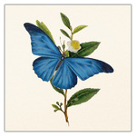 Butterflies, képes lemeznaptár 2027