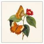 Butterflies, képes lemeznaptár 2027
