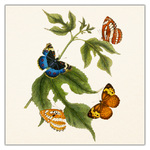 Butterflies, képes lemeznaptár 2027